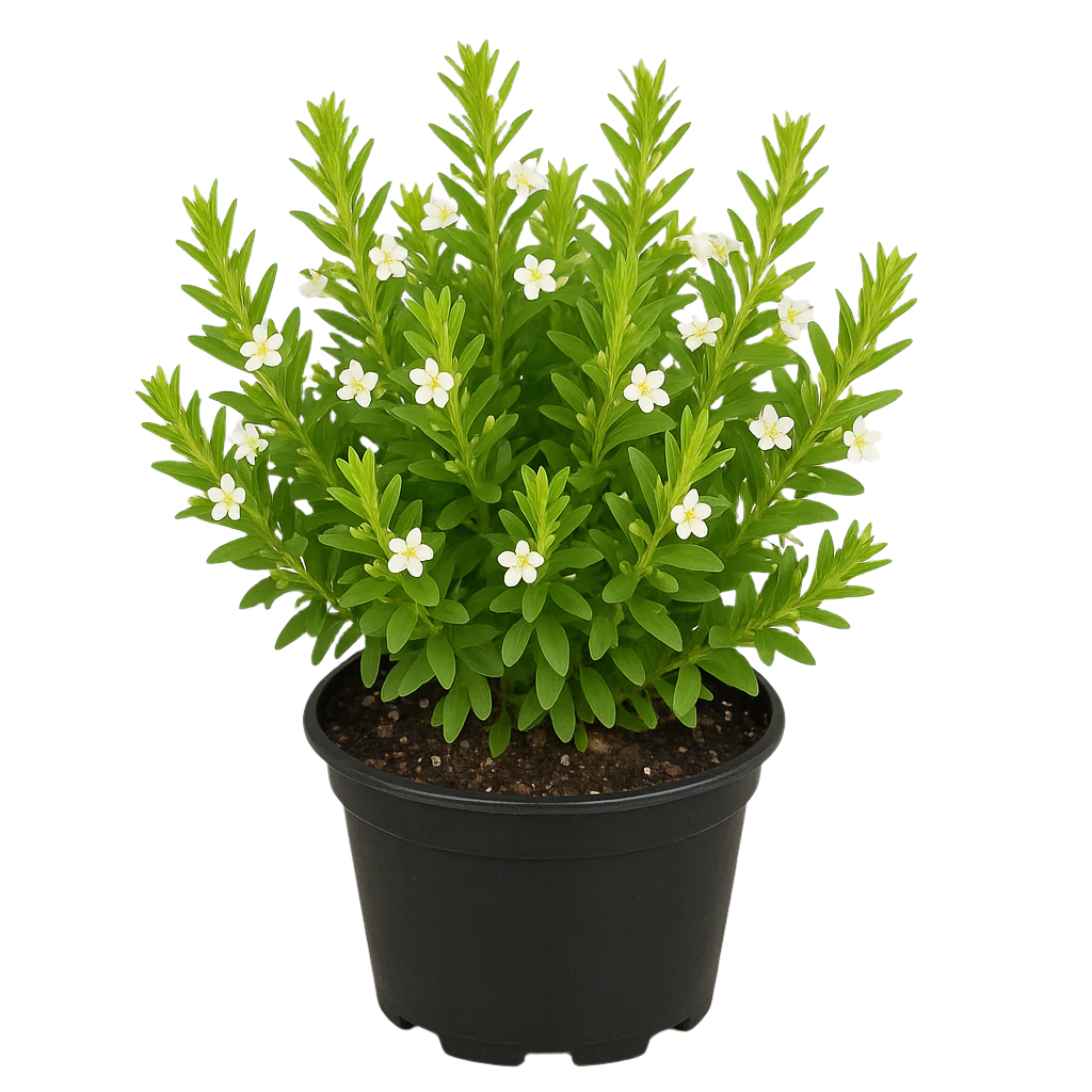 CUPHEA HYSS WHITE 5L