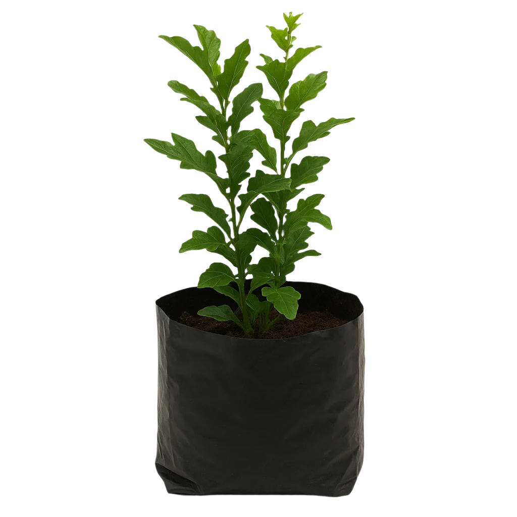MURRAYA EXOTICA 5L