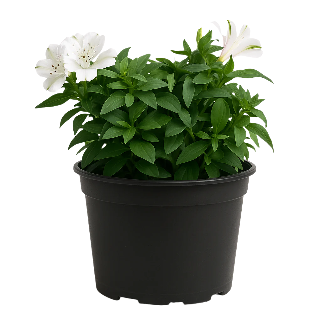 ALSTROEMERIA VARIETIES