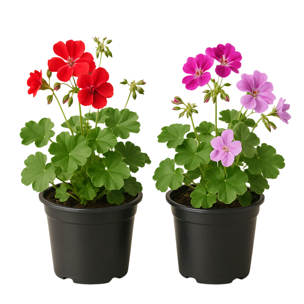 PELARGONIUM PELTATUM (IVY)