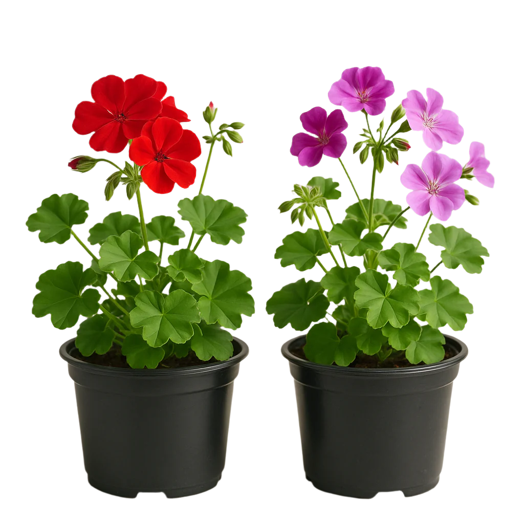 PELARGONIUM PELTATUM (IVY)