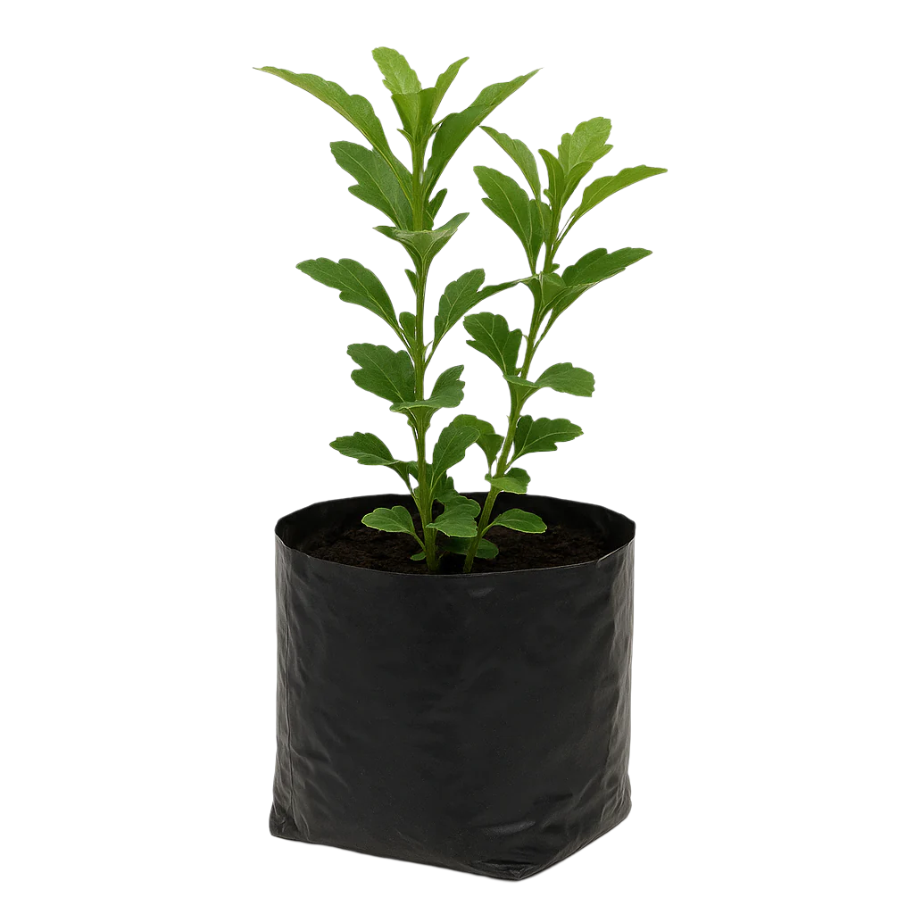 MURRAYA EXOTICA 5L