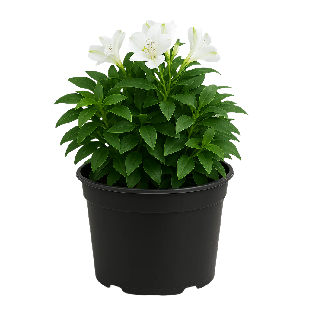 ALSTROEMERIA VARIETIES