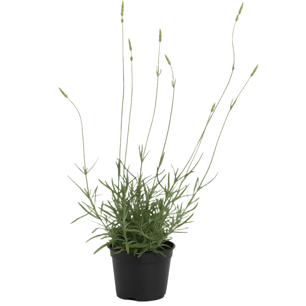 LAVANDULA MARGARET ROBERTS 15CM