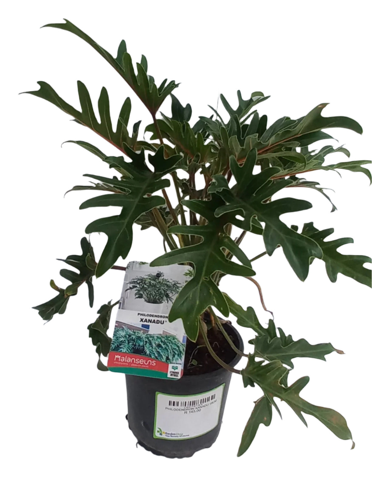 PHILODENDRON XANADU 19CM