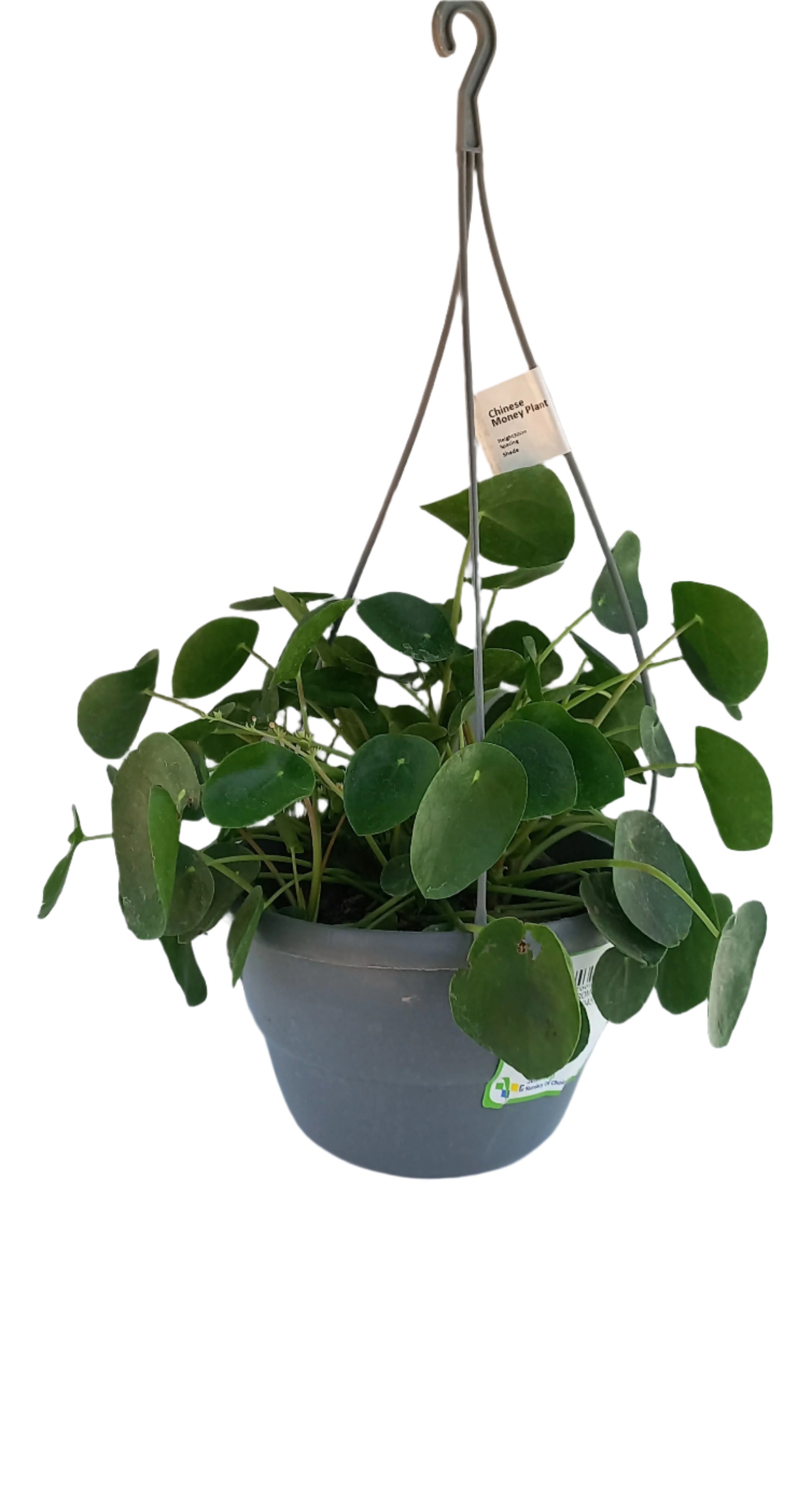 PILEA PEPEROMOIDES 16CM H/B