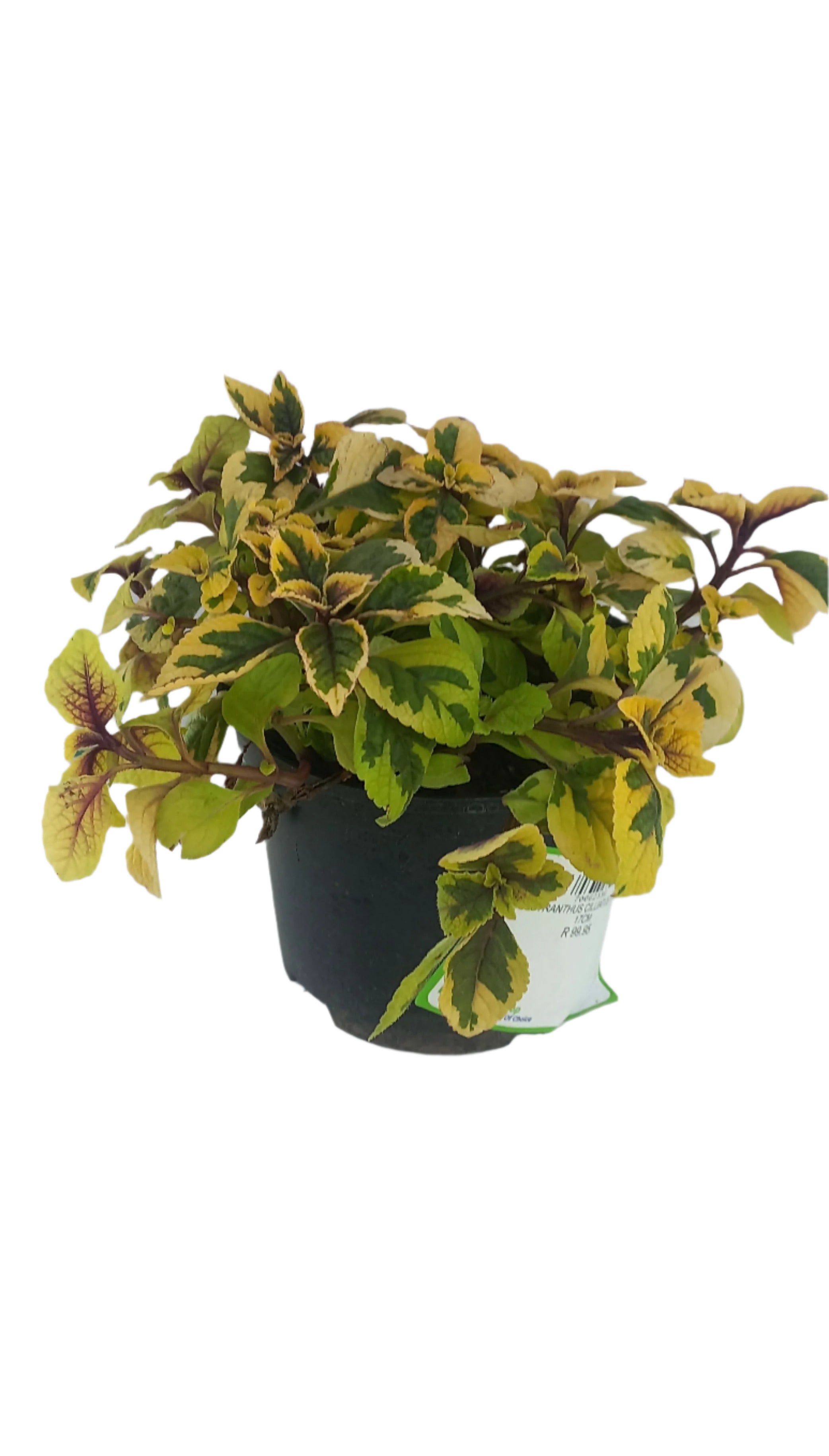 PLECTRANTHUS CILLIATUS YELLOW 17CM
