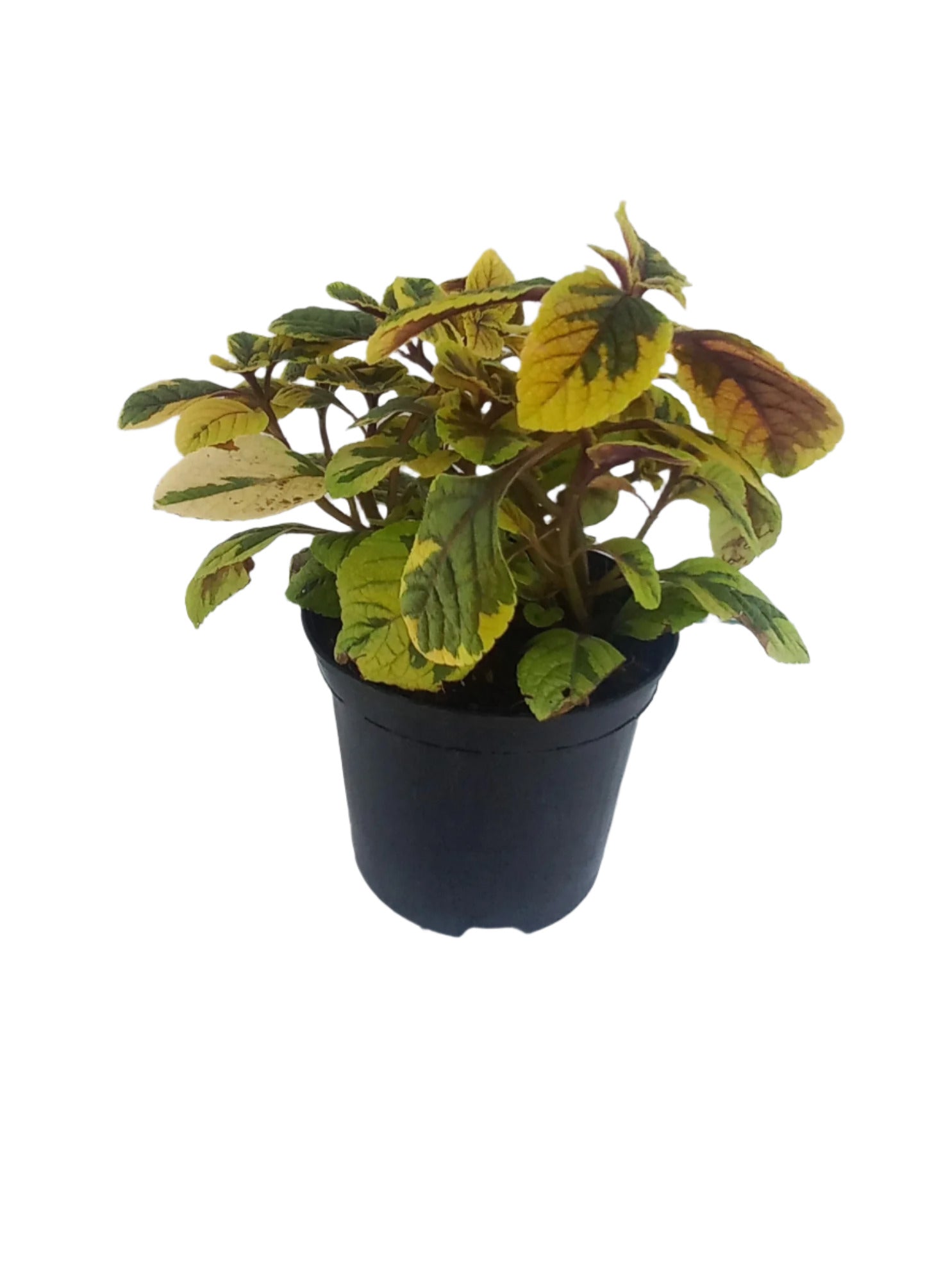 PLECTRANTHUS LEMON N LIME 15CM