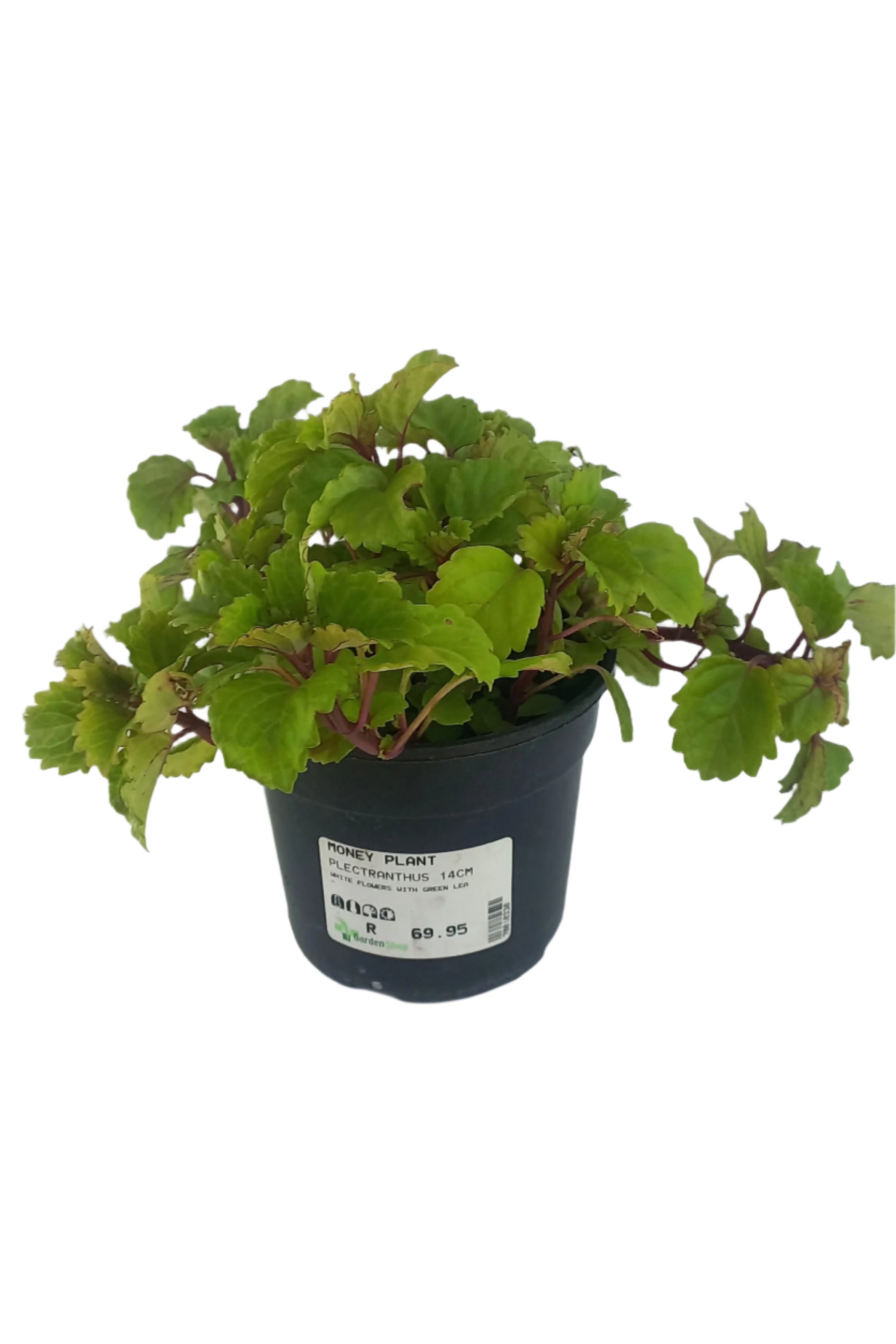 PLECTRANTHUS 14CM