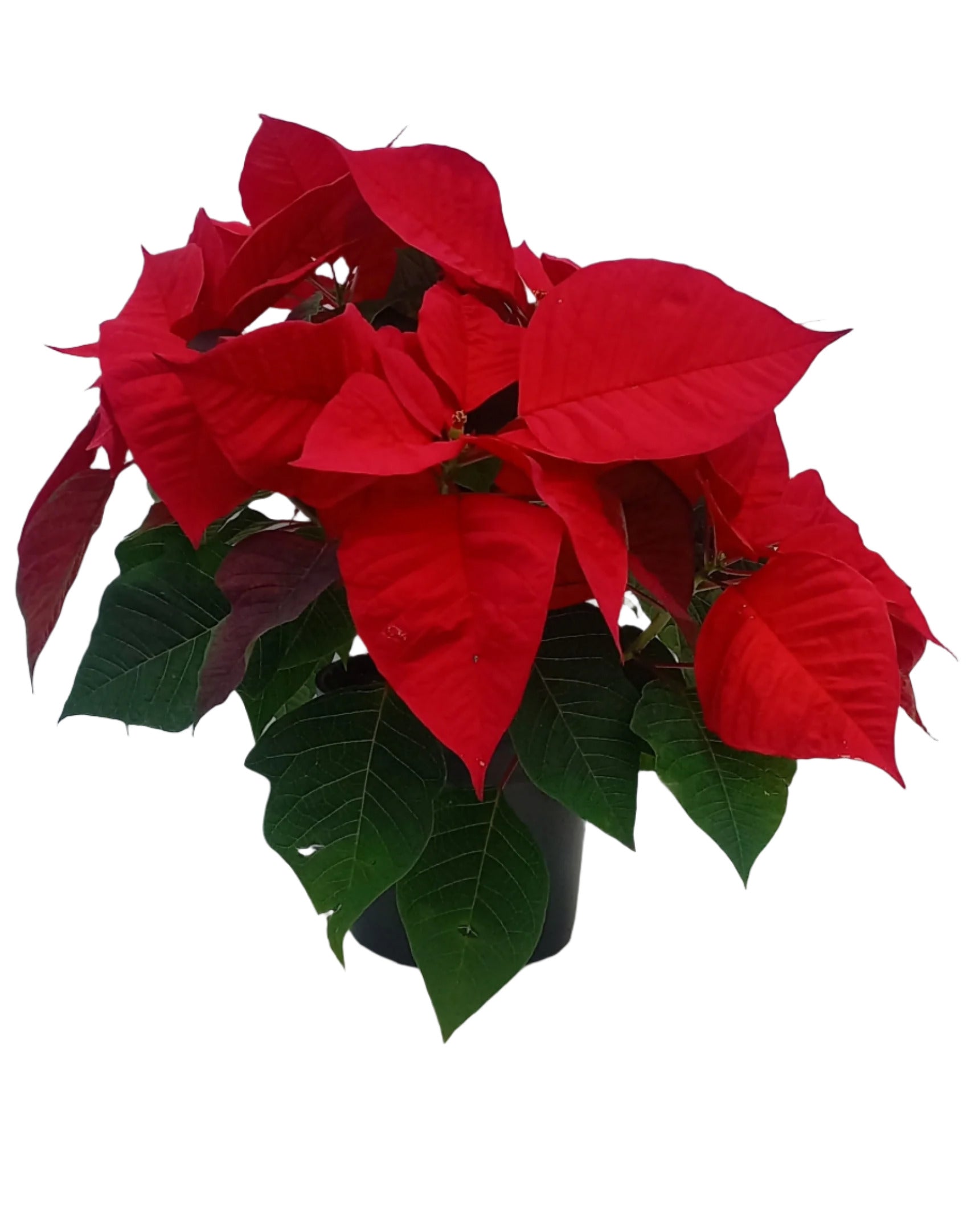 POINSETTIA 14CM