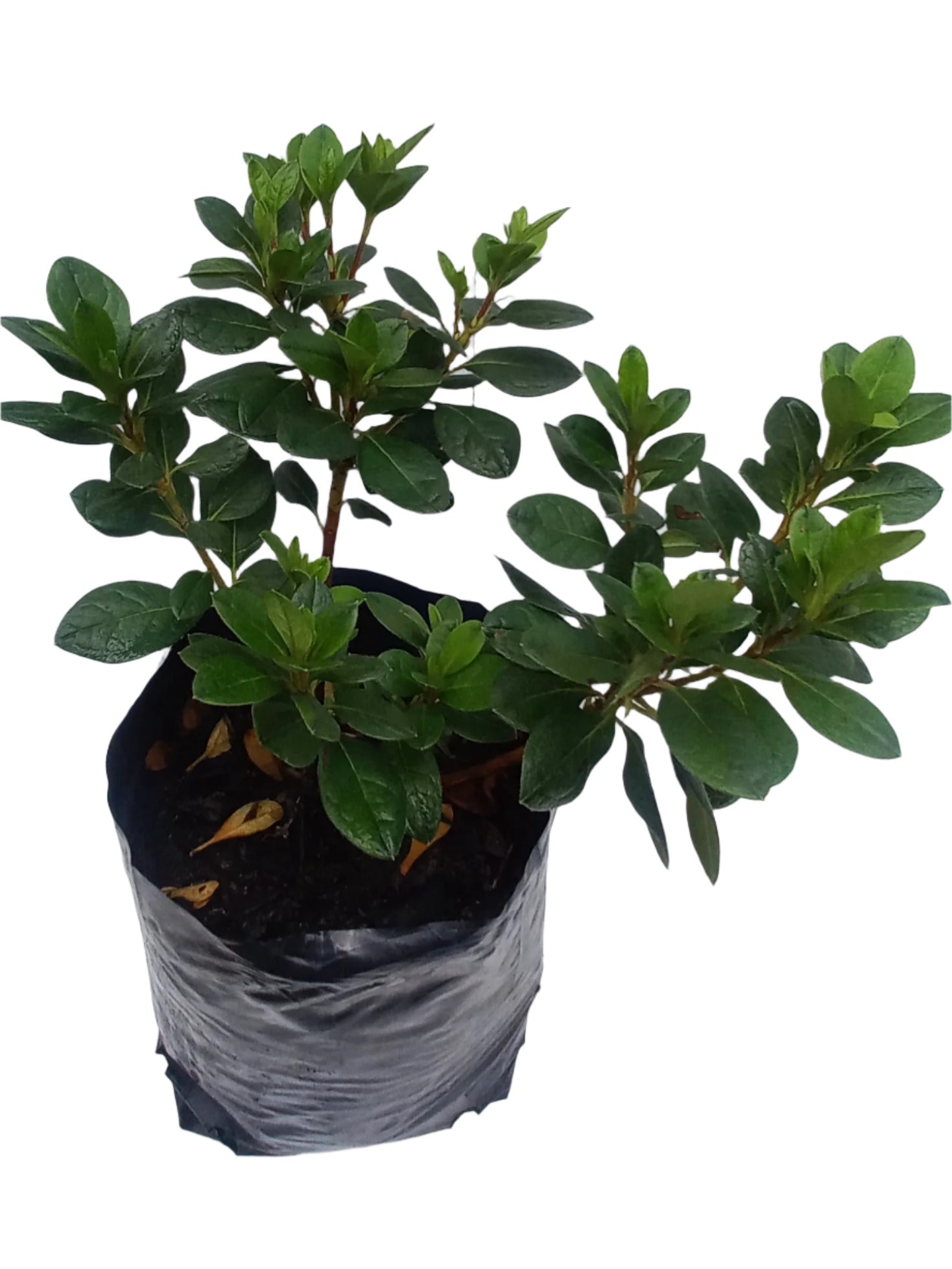 AZALEA INDICA CLAUDE GOYET 4L