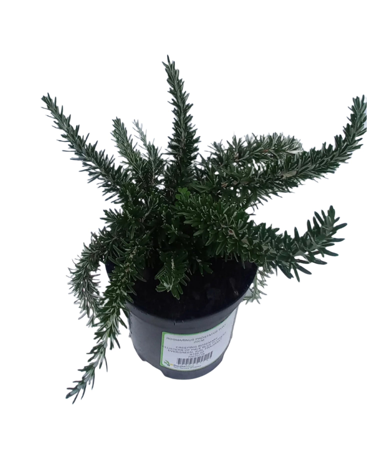ROSMARINUS PROSTATUS TONY 20CM