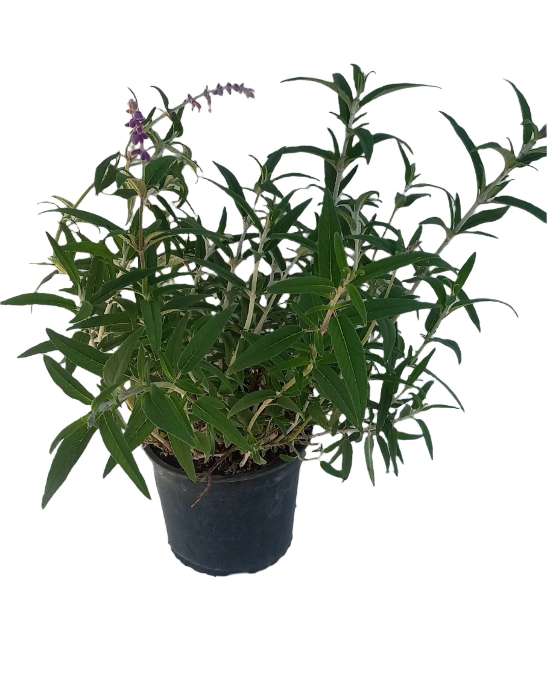 SALVIA LEUCANTHA MAUVE 19CM