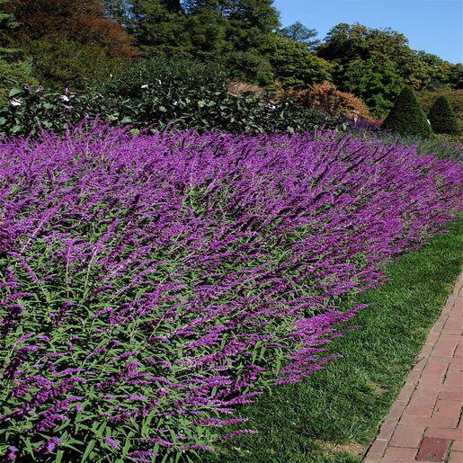 Salvia Leucantha Purple 19Cm