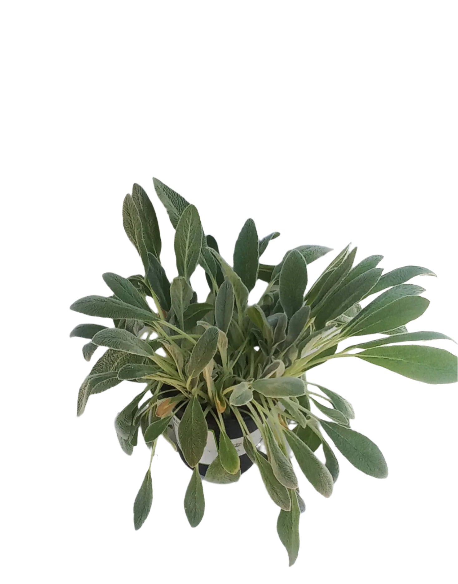 STACHYS BYZANTINA 4L