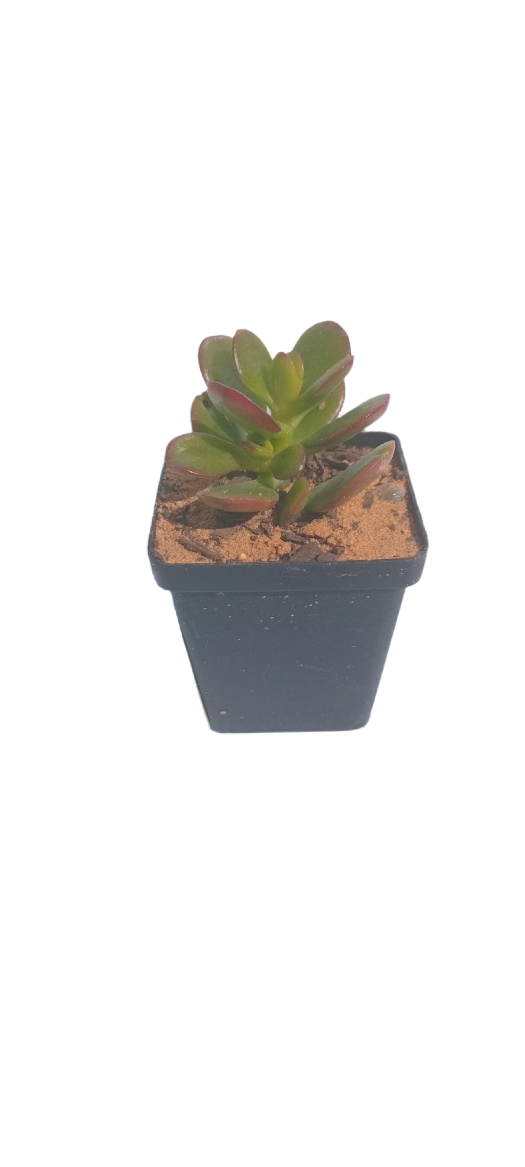 NGENA SUCCULENT MIXED 5CM