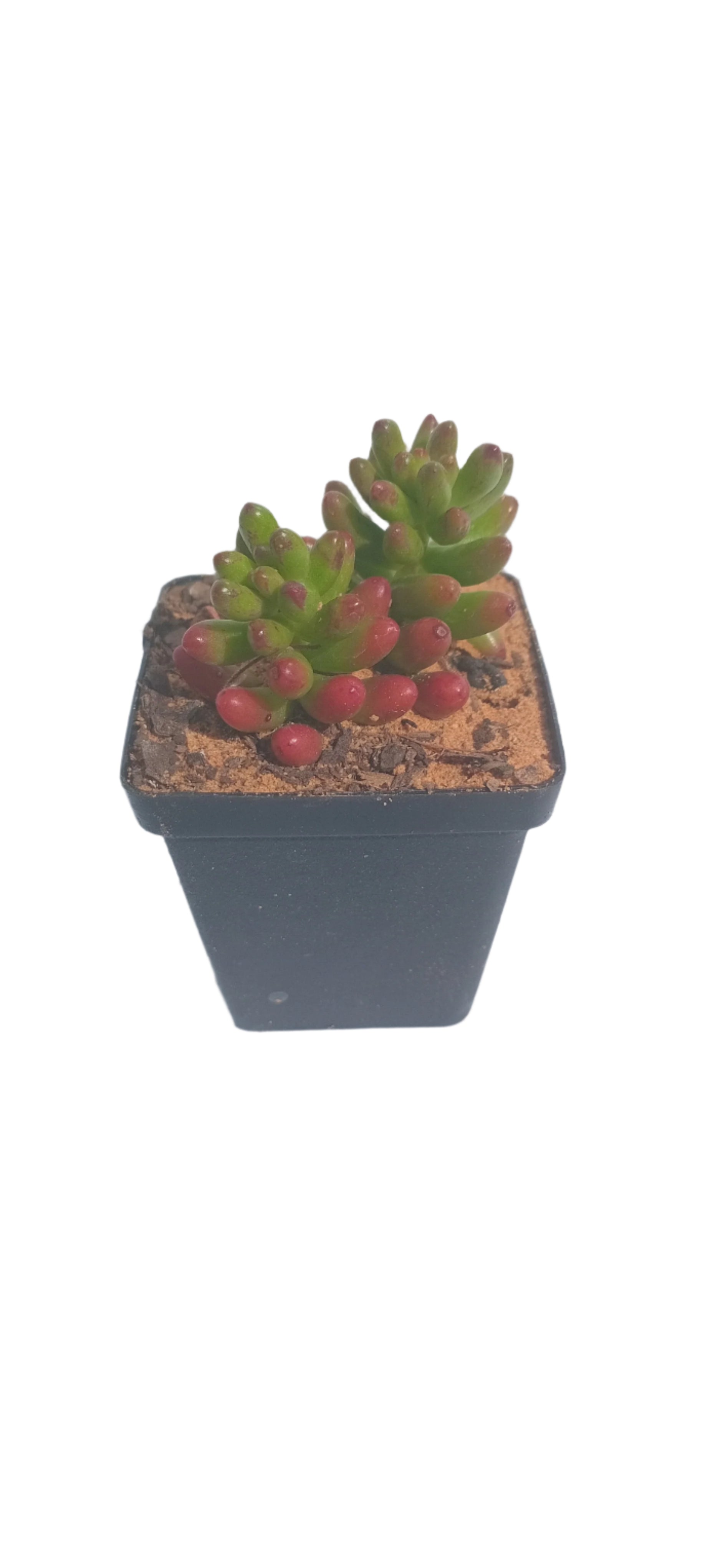 NGENA SUCCULENT MIXED 5CM