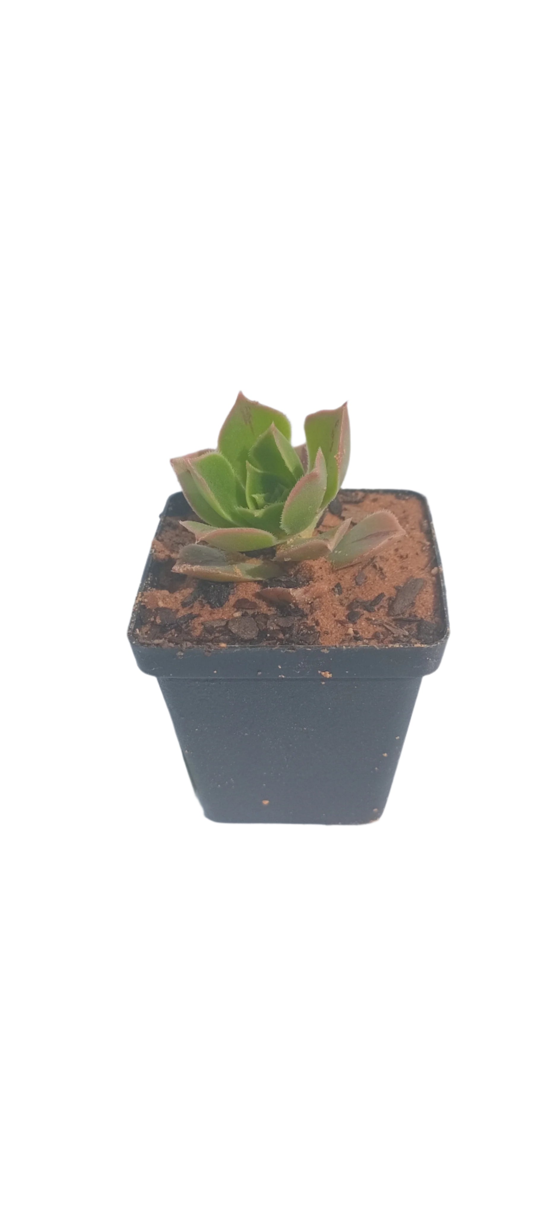 NGENA SUCCULENT MIXED 5CM