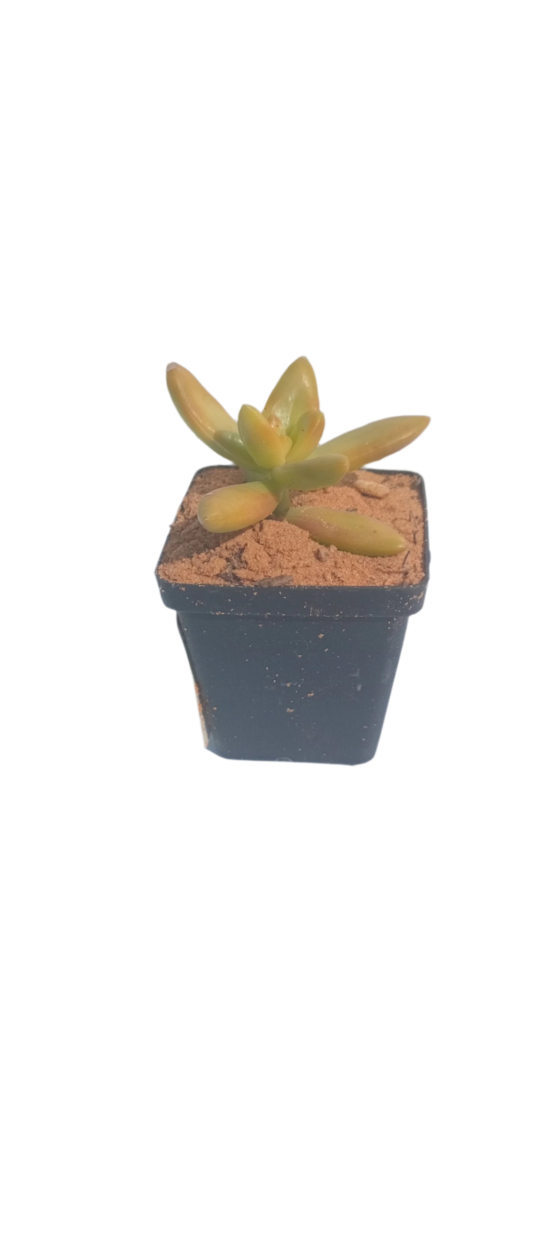 NGENA SUCCULENT MIXED 5CM