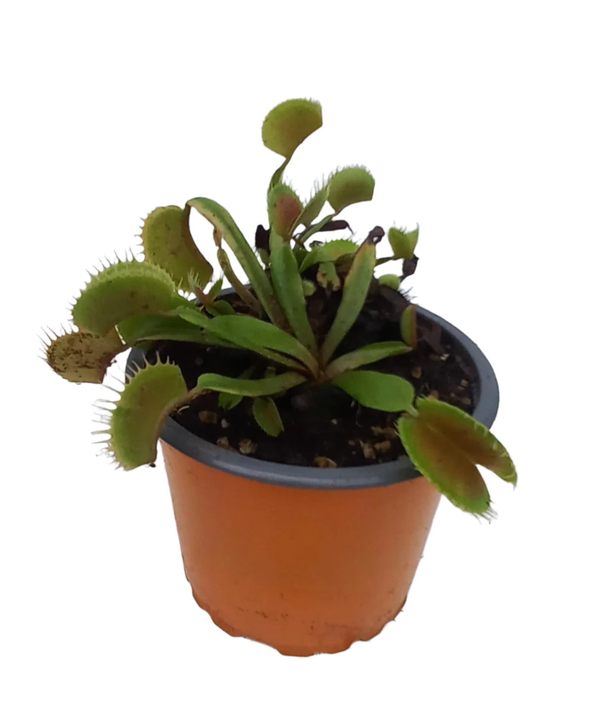 VENUS FLY TRAP MEDIUM