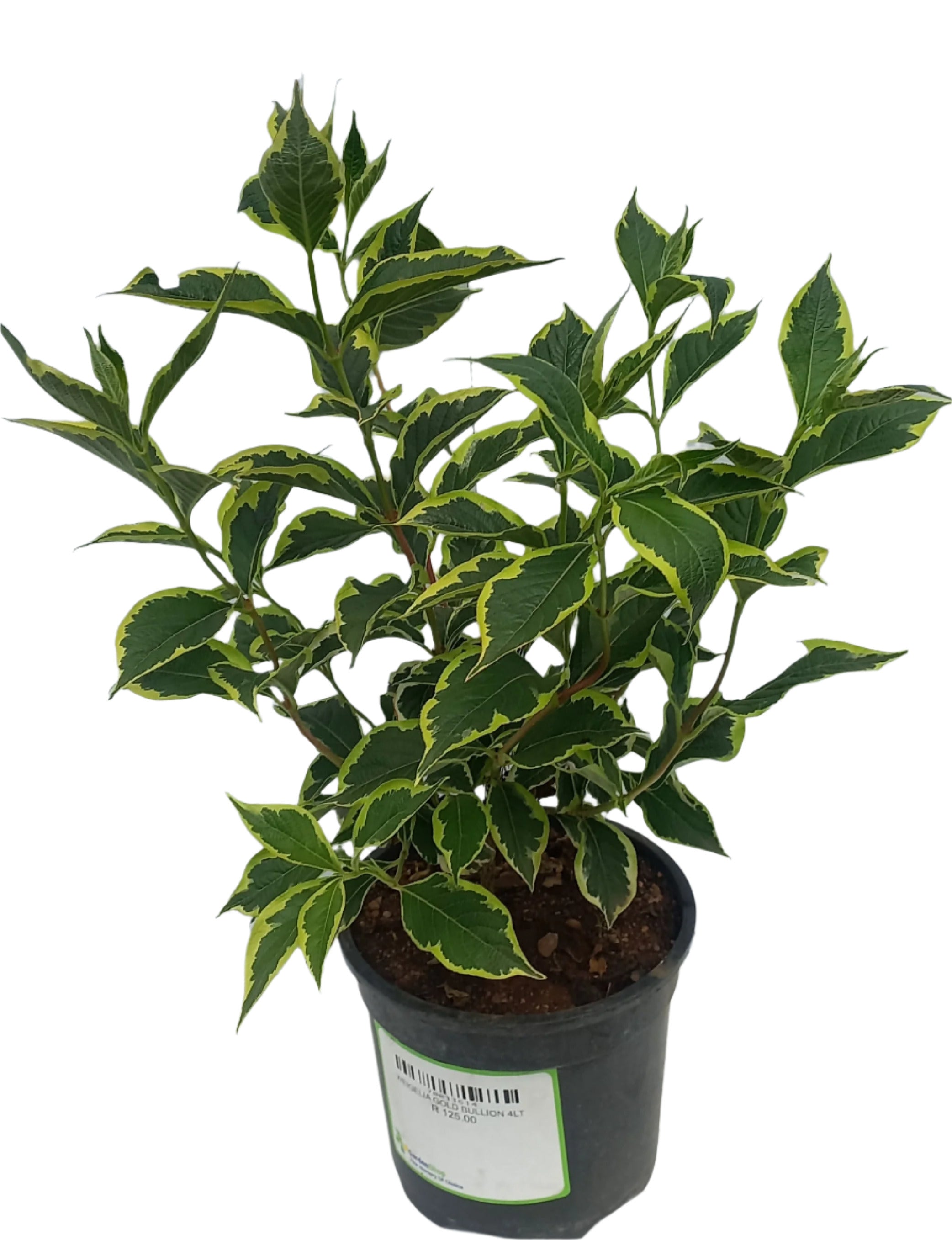 WEIGELIA GOLD BULLION 4LT