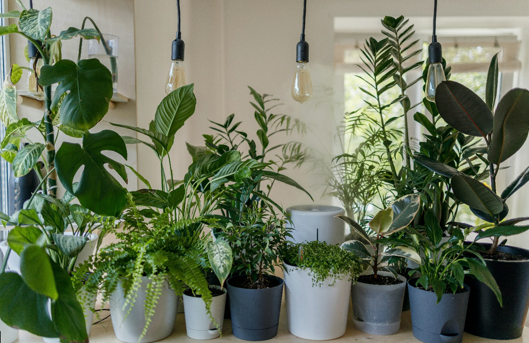 Keep your indoor plants cozy this Winter.