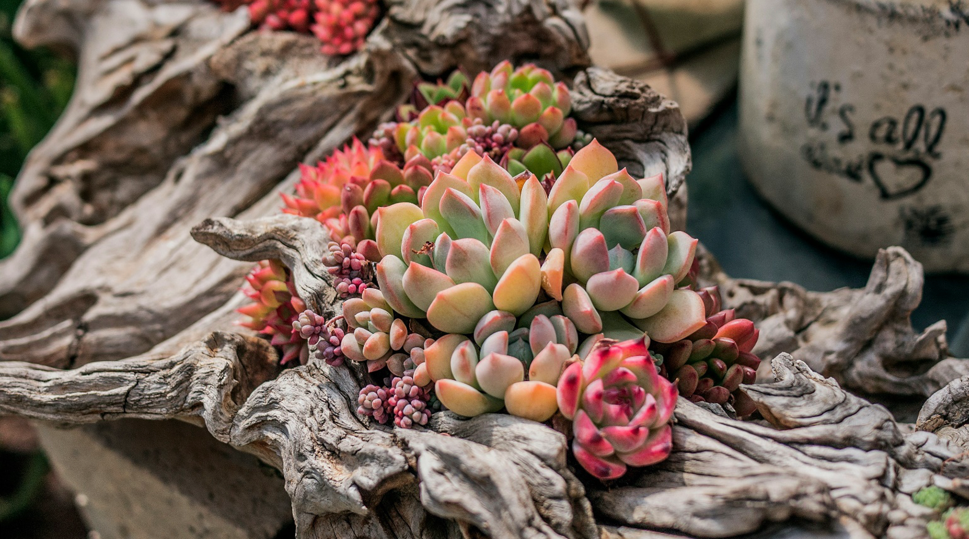 Why Succulents are Perfect for Waterwise Gardening.