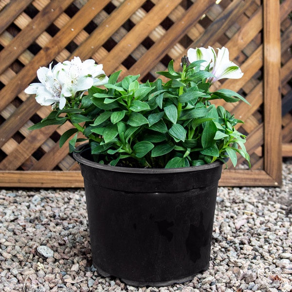 ALSTROEMERIA VARIETIES