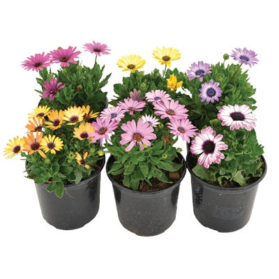 OSTEOSPERMUM VARIETY 15CM