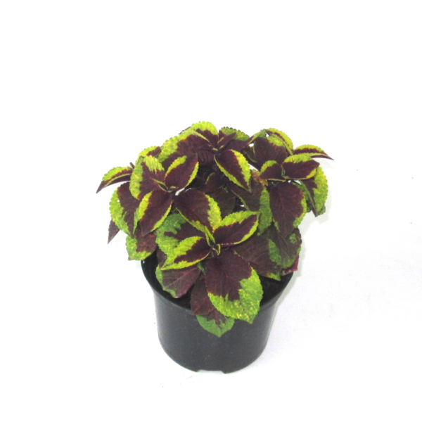 COLEUS VARIETIES 17CM