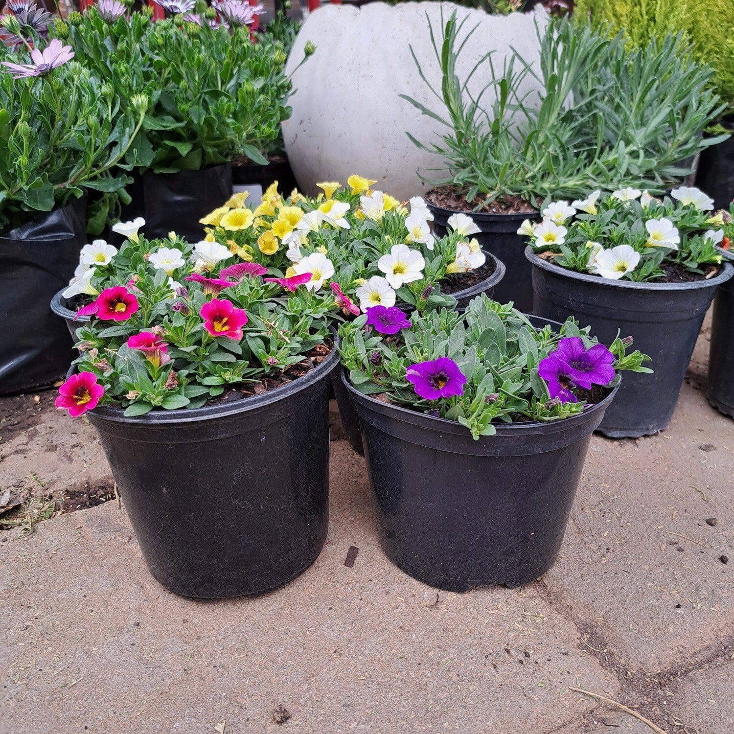 CALIBRACHOA MIXED 15CM