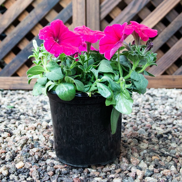 PETUNIA MIX 14CM