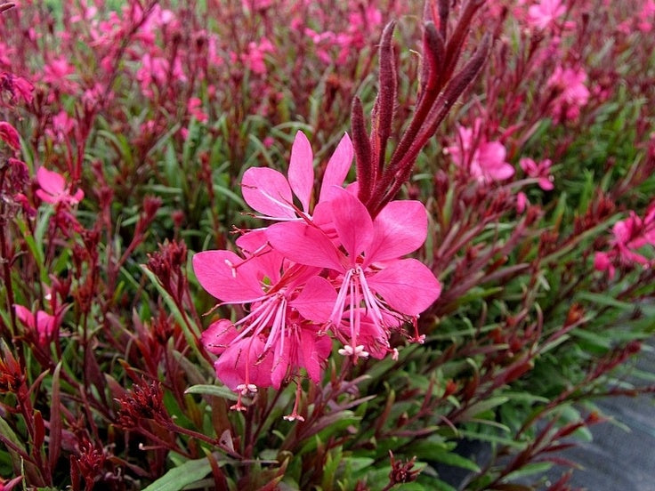 GAURA LIN. BELLEZA DARK PINK