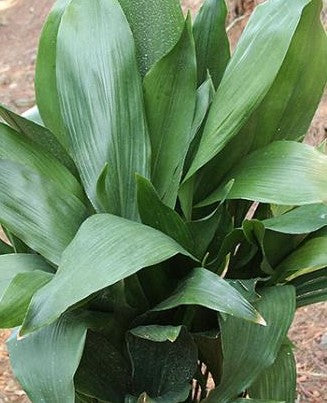 Aspidistra Eliator 15Cm