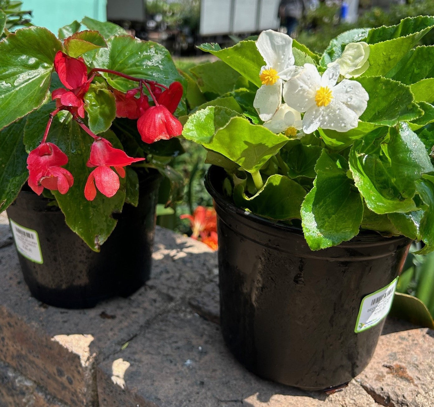 BEGONIA DRAGON WINGS 17CM