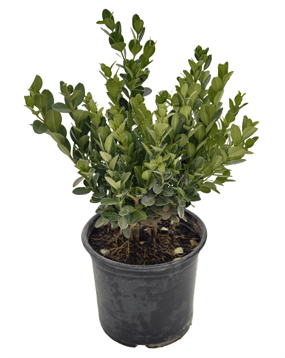 BUXUS SEMP. FAULKNER 17CM