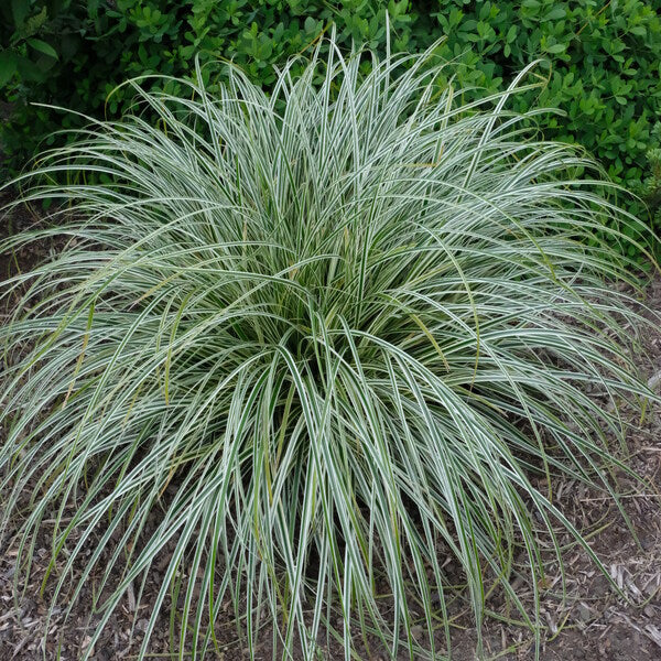 Carex Feather Falls 17Cm