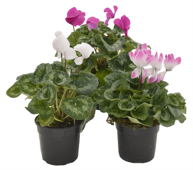 CYCLAMEN PERSICUM 15CM