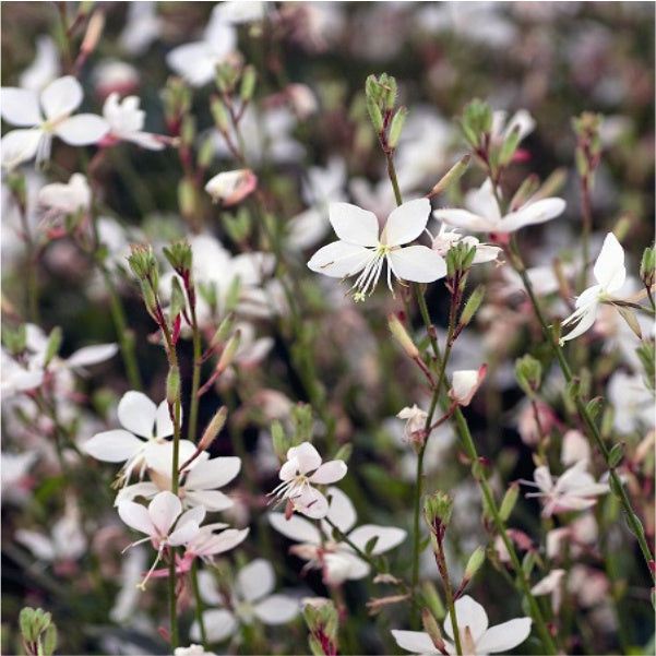 GAURA BELLEZA WHITE 4L