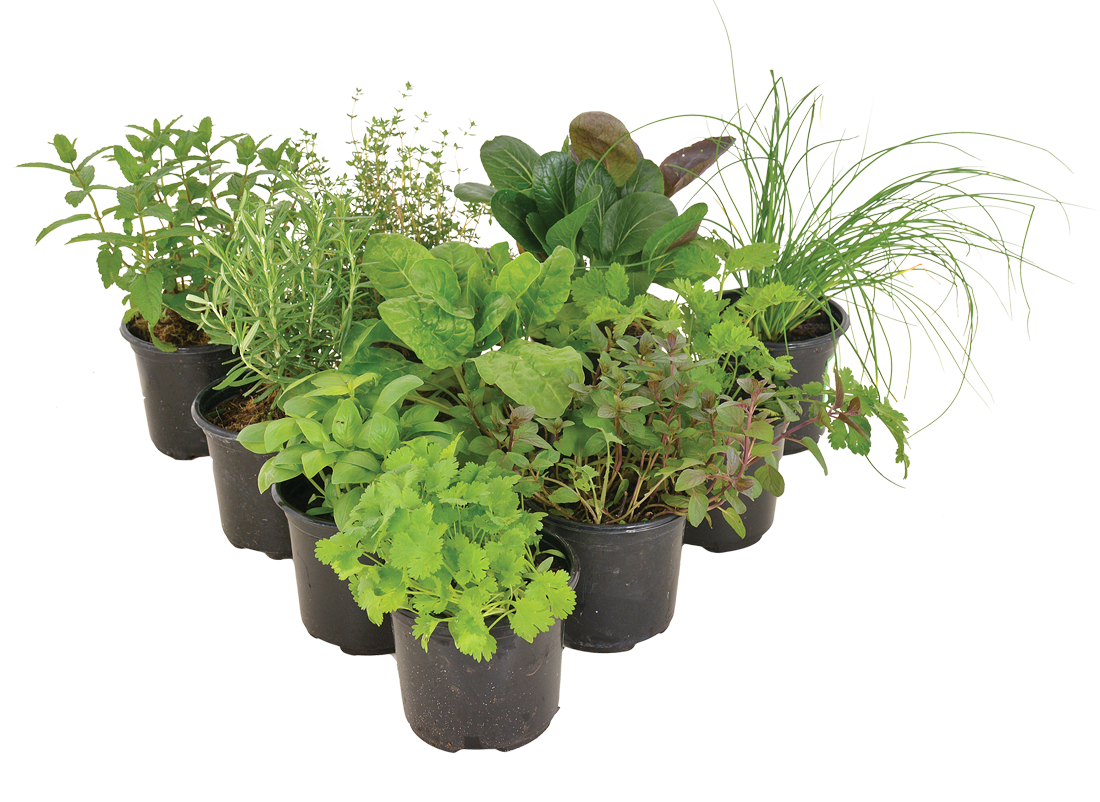 HERB GROW IT 12CM