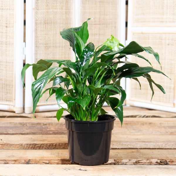 SPATHIPHYLLUM 15CM