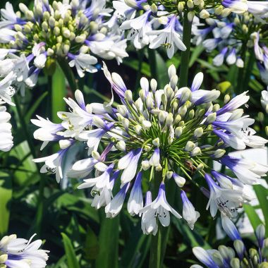 Agapanthus Twist Again 17Cm