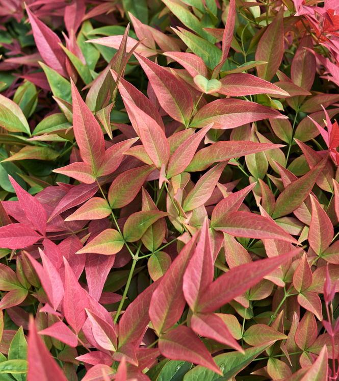 Nandina Domestica 15L