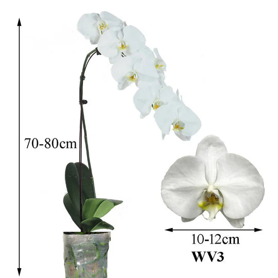 PHALAENOPSIS 1 STEM 12CM