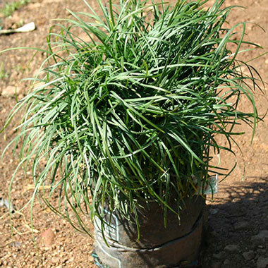 OPHIOPOGON JAPONICUS 2L