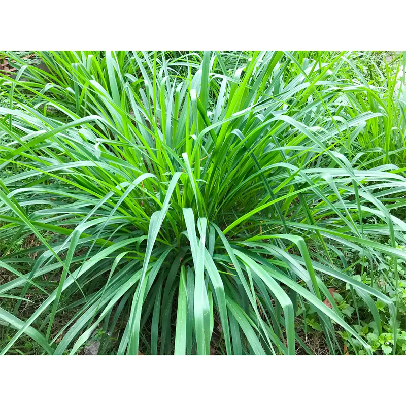 Ophiopogon Japonicus 15Cm