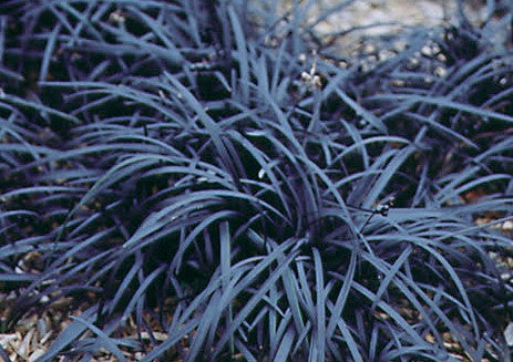Ophiopogon Nigrescens 3L