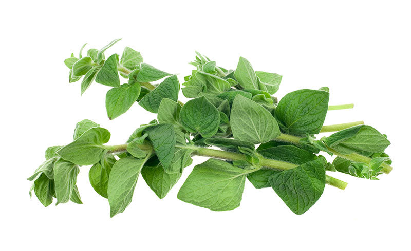 HERB HEALTHY LIVING 12CM