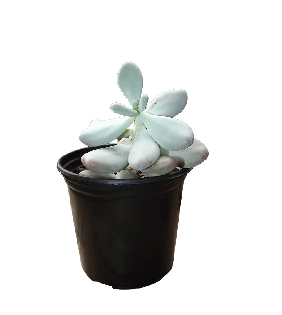 SUCCULENT 10CM