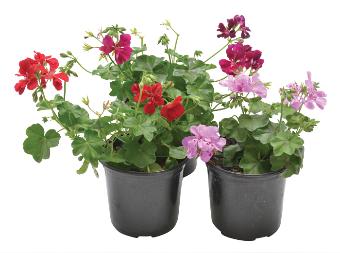 PELARGONIUM PELTATUM (IVY)